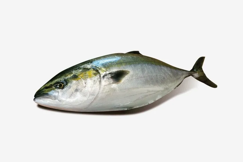 ぶり　丸ごと1尾（内臓処理済み）約2.9kg